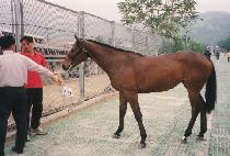 ��� (RARA) ����