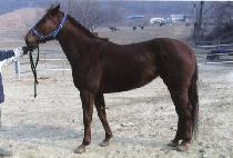 õ���� (CHEONJIIN) ����