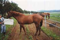 ���ϵ彺�� (WILD STORM) ����