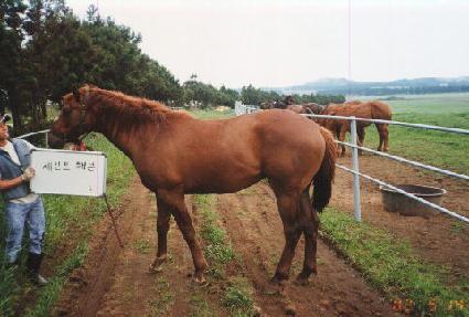 ���ϵ彺�� ����