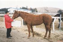 �ö���Ĺ (FLYING CAT) ����