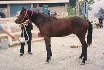 ����ȭ�� (GALSAEK HWARANG) ����