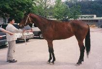 ���ǽ�Ʈ (TEMPEST) ����