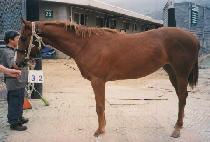 �����鸮 (FRIENDLY) ����