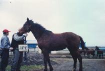 �η��� (BUREOUN) ����