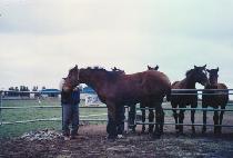 ���н¸� (BULPAE SEUNGNI) ����