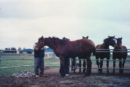 ���н¸� ����