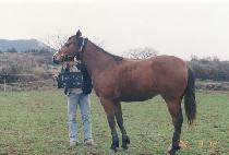 ��Ʈ (ALERT) ����