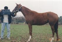 ������ (DEFY) ����