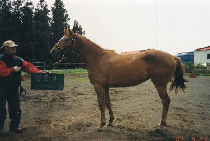 �����ħ ����