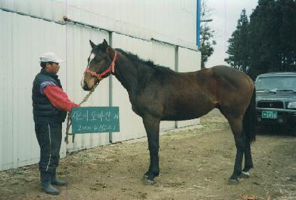 �ڻ� ����