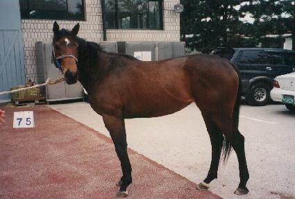 �������� ����