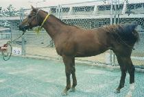 �Ÿ� (SINMOK) ����