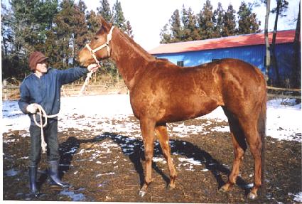 �޸��� ����