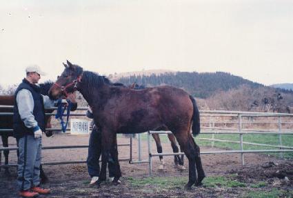 �Ҹ����� ����