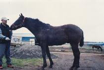 ���õ (BAEKSACHEON) ����