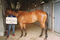 ��󸸸� (BISANG MALLI) ����