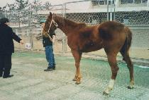 �ѴϹ� (HANNIBAL) ����