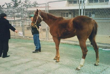 �ѴϹ� ����