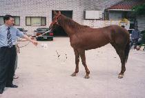 ��������Ŀ (YOUNG SPIKER) ����