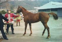 ��õ���� (GWACHEON NALGAE) ����