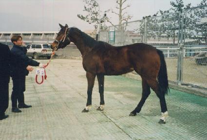 ���˵彺���� ����