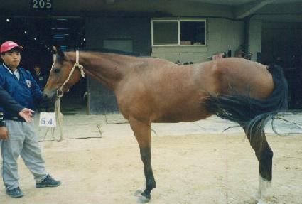 ��ǳ���� ����