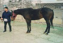 ����Į���� (EXCALIBUR) ����