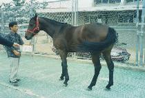 �����ҳ� (MYEONGNANG SONYEO) ����