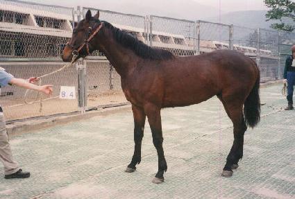 �α� ����