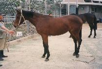 ���� (HAENGJIN) ����