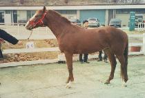 �帲�� (DREAM TEAM) ����