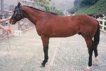 �������̵� (BIG PRIDE) ����