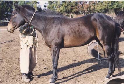 õ��ǳ ����