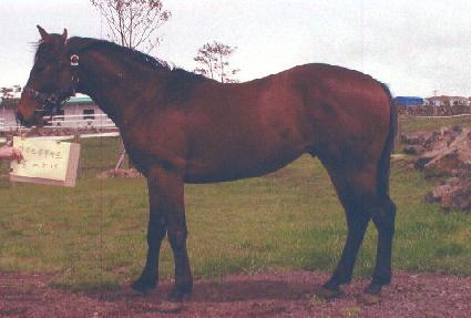 ǻó����Ʈ ����