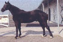 �������̾�Ʈ (BLACK GIANT) ����