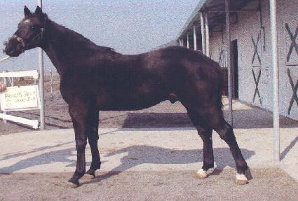 �������̾�Ʈ ����