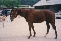 �ָ����� (JUMAL CHUKJE) ����