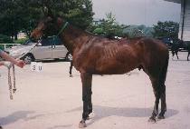 Ÿ���� (TAIPAN) ����