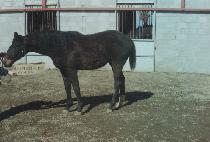 ū�ĵ� (KEUN PADO) ����