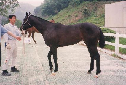 ��Ƽ���� ����