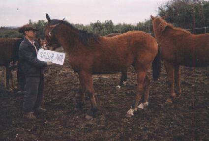 ����� ����