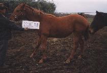 �������� (DONGBU JEIL) ����