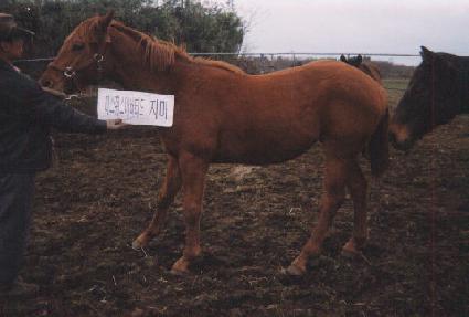 �������� ����