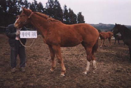 �������� ����