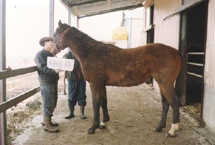 Ű���ִϾ� ����