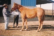 ���л� (SAM HAK SA) ����