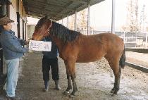 ��Ʈ�Ǿ� (HUNT FIER) ����