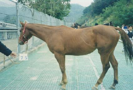 ���ŷ ����