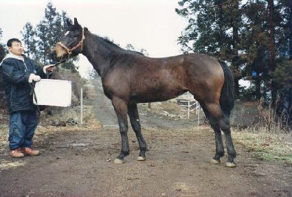 ����� ����